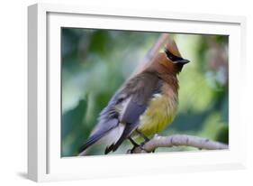 Cedar Waxwing-Lantern Press-Framed Art Print