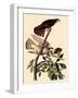 Cedar Waxwings-John James Audubon-Framed Giclee Print