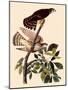 Cedar Waxwings-John James Audubon-Mounted Giclee Print