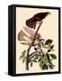 Cedar Waxwings-John James Audubon-Framed Stretched Canvas