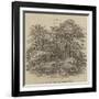 Cedars, at Chorley Wood House-null-Framed Giclee Print