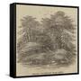 Cedars, at Chorley Wood House-null-Framed Stretched Canvas