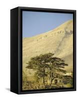 Cedars of Lebanon at the Foot of Mount Djebel Makhmal Near Bsharre, Lebanon, Middle East-Ursula Gahwiler-Framed Stretched Canvas