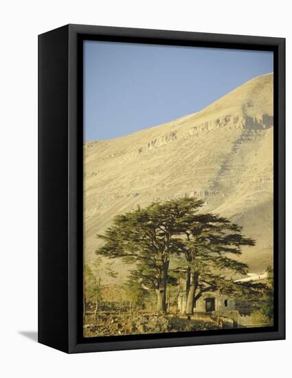 Cedars of Lebanon at the Foot of Mount Djebel Makhmal Near Bsharre, Lebanon, Middle East-Ursula Gahwiler-Framed Stretched Canvas