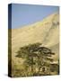 Cedars of Lebanon at the Foot of Mount Djebel Makhmal Near Bsharre, Lebanon, Middle East-Ursula Gahwiler-Stretched Canvas