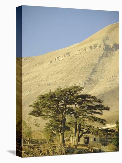 Cedars of Lebanon at the Foot of Mount Djebel Makhmal Near Bsharre, Lebanon, Middle East-Ursula Gahwiler-Stretched Canvas