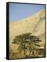 Cedars of Lebanon at the Foot of Mount Djebel Makhmal Near Bsharre, Lebanon, Middle East-Ursula Gahwiler-Framed Stretched Canvas