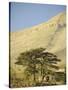 Cedars of Lebanon at the Foot of Mount Djebel Makhmal Near Bsharre, Lebanon, Middle East-Ursula Gahwiler-Stretched Canvas