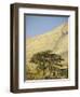 Cedars of Lebanon at the Foot of Mount Djebel Makhmal Near Bsharre, Lebanon, Middle East-Ursula Gahwiler-Framed Photographic Print