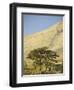 Cedars of Lebanon at the Foot of Mount Djebel Makhmal Near Bsharre, Lebanon, Middle East-Ursula Gahwiler-Framed Photographic Print