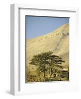 Cedars of Lebanon at the Foot of Mount Djebel Makhmal Near Bsharre, Lebanon, Middle East-Ursula Gahwiler-Framed Photographic Print