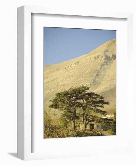 Cedars of Lebanon at the Foot of Mount Djebel Makhmal Near Bsharre, Lebanon, Middle East-Ursula Gahwiler-Framed Photographic Print