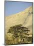 Cedars of Lebanon at the Foot of Mount Djebel Makhmal Near Bsharre, Lebanon, Middle East-Ursula Gahwiler-Mounted Photographic Print