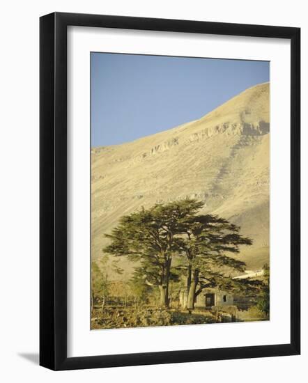 Cedars of Lebanon at the Foot of Mount Djebel Makhmal Near Bsharre, Lebanon, Middle East-Ursula Gahwiler-Framed Photographic Print