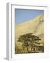 Cedars of Lebanon at the Foot of Mount Djebel Makhmal Near Bsharre, Lebanon, Middle East-Ursula Gahwiler-Framed Photographic Print