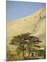 Cedars of Lebanon at the Foot of Mount Djebel Makhmal Near Bsharre, Lebanon, Middle East-Ursula Gahwiler-Mounted Photographic Print