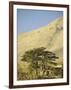 Cedars of Lebanon at the Foot of Mount Djebel Makhmal Near Bsharre, Lebanon, Middle East-Ursula Gahwiler-Framed Photographic Print