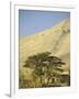 Cedars of Lebanon at the Foot of Mount Djebel Makhmal Near Bsharre, Lebanon, Middle East-Ursula Gahwiler-Framed Photographic Print
