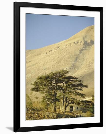 Cedars of Lebanon at the Foot of Mount Djebel Makhmal Near Bsharre, Lebanon, Middle East-Ursula Gahwiler-Framed Photographic Print