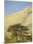 Cedars of Lebanon at the Foot of Mount Djebel Makhmal Near Bsharre, Lebanon, Middle East-Ursula Gahwiler-Mounted Photographic Print