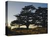 Cedars of Lebanon at the Foot of Mount Djebel Makhmal Near Bsharre, Lebanon, Middle East-Ursula Gahwiler-Stretched Canvas