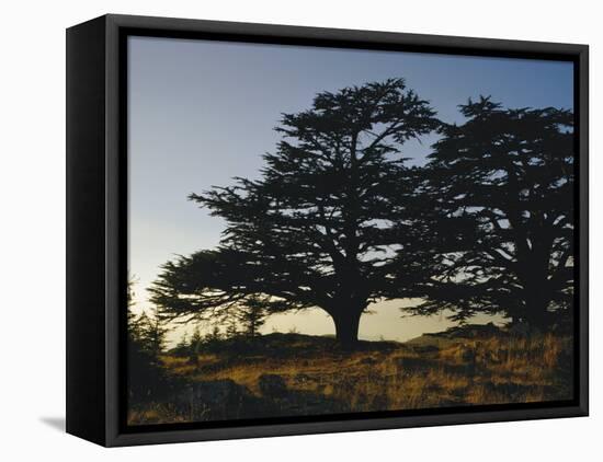 Cedars of Lebanon at the Foot of Mount Djebel Makhmal Near Bsharre, Lebanon, Middle East-Ursula Gahwiler-Framed Stretched Canvas