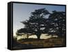 Cedars of Lebanon at the Foot of Mount Djebel Makhmal Near Bsharre, Lebanon, Middle East-Ursula Gahwiler-Framed Stretched Canvas