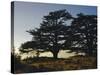 Cedars of Lebanon at the Foot of Mount Djebel Makhmal Near Bsharre, Lebanon, Middle East-Ursula Gahwiler-Stretched Canvas