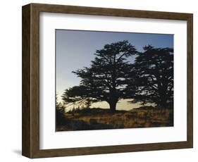 Cedars of Lebanon at the Foot of Mount Djebel Makhmal Near Bsharre, Lebanon, Middle East-Ursula Gahwiler-Framed Photographic Print