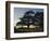 Cedars of Lebanon at the Foot of Mount Djebel Makhmal Near Bsharre, Lebanon, Middle East-Ursula Gahwiler-Framed Photographic Print