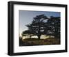 Cedars of Lebanon at the Foot of Mount Djebel Makhmal Near Bsharre, Lebanon, Middle East-Ursula Gahwiler-Framed Photographic Print