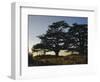 Cedars of Lebanon at the Foot of Mount Djebel Makhmal Near Bsharre, Lebanon, Middle East-Ursula Gahwiler-Framed Photographic Print