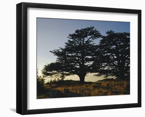 Cedars of Lebanon at the Foot of Mount Djebel Makhmal Near Bsharre, Lebanon, Middle East-Ursula Gahwiler-Framed Photographic Print