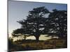 Cedars of Lebanon at the Foot of Mount Djebel Makhmal Near Bsharre, Lebanon, Middle East-Ursula Gahwiler-Mounted Photographic Print