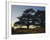 Cedars of Lebanon at the Foot of Mount Djebel Makhmal Near Bsharre, Lebanon, Middle East-Ursula Gahwiler-Framed Photographic Print