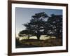 Cedars of Lebanon at the Foot of Mount Djebel Makhmal Near Bsharre, Lebanon, Middle East-Ursula Gahwiler-Framed Photographic Print