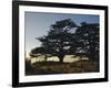 Cedars of Lebanon at the Foot of Mount Djebel Makhmal Near Bsharre, Lebanon, Middle East-Ursula Gahwiler-Framed Photographic Print