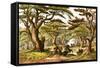 Cedars of Lebanon-English-Framed Stretched Canvas