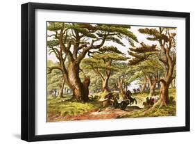 Cedars of Lebanon-English-Framed Giclee Print