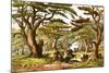 Cedars of Lebanon-English-Mounted Giclee Print