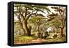 Cedars of Lebanon-English-Framed Stretched Canvas