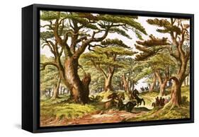 Cedars of Lebanon-English-Framed Stretched Canvas