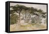 Cedars of Lebanon-Edward Lear-Framed Stretched Canvas