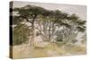 Cedars of Lebanon-Edward Lear-Stretched Canvas