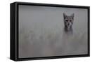 Framed Canvas