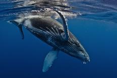 Humpback Whale Calf, Reunion Island-Cédric Péneau-Photographic Print