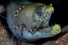 Viper Moray and Boxer Shrimp-Cédric Péneau-Mounted Photographic Print