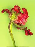 Parrot Tulip-Cédric Porchez-Framed Art Print