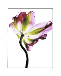 Parrot Tulip-Cédric Porchez-Framed Art Print