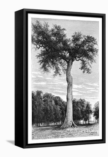 Ceiba Tree, Central America, C1890-Maynard-Framed Stretched Canvas